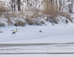 Bocian na śniegu(fot. Jarosław Gil) bocian_zima.jpg